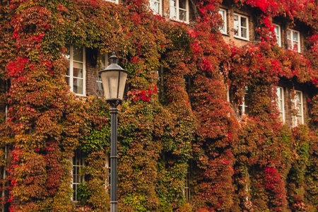 Facade of Building with climber plants, ivy growing on the plant-covered walls. Autumn Ecology and green living in city, urban environment concept. Gdansk Poland. Biophilia outdoor design Sustainable environmentally friendlyの写真素材