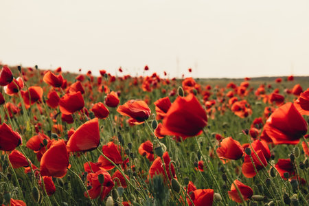 Red poppy flowers in a wild field. Vivid Poppies meadow in spring. Beautiful summer day. Beautiful red poppy flowers on green fleecy stems grow in the field. Scarlet poppy flowers in the sunset light. Natural background wallpaperの写真素材