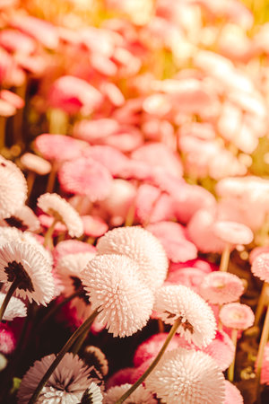 Flowerbed of beautiful colorful flowers on green lawn background. wallpaper background Group of delicate flowers in the period of active flowering in spring. Greeting card background Wallpaper Selective focusの写真素材