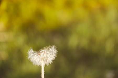 Dandelion blossom at sunset. Fluffy dandelion bulb gets swept away by morning wind blowing across sunlit countryside. White fluffy Field Dandelions on green background. Blurred natural green natureの写真素材