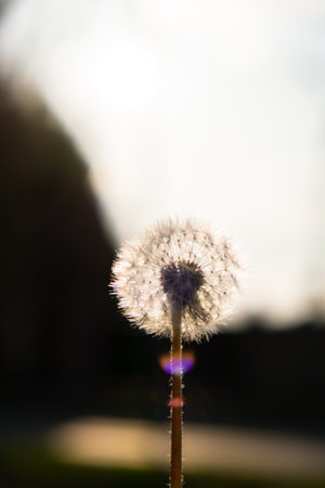Dandelion blossom at sunset. Fluffy dandelion bulb gets swept away by morning wind blowing across sunlit countryside. White fluffy Field Dandelions on green background. Blurred natural green natureの写真素材