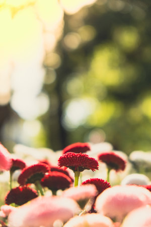 Flowerbed of beautiful colorful flowers on green lawn background. wallpaper background Group of delicate flowers in the period of active flowering in spring. Greeting card background Wallpaper Selective focusの写真素材