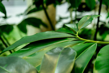 Green palm leaf pattern texture abstract background tropical forest, concept of ecology and destination progress, freedom journey lifestyle jungle background, exotic plantの写真素材