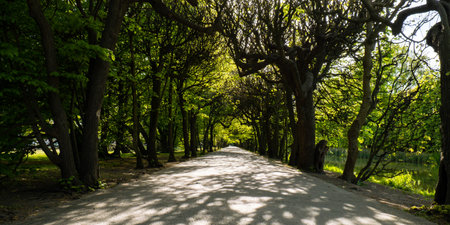 Green trees in two sides of walkway in the park on sunny day in autumn spring summer season. Public...