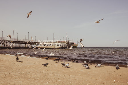 The Sopot molo pier longest in Europe. Baltic Sea and the sun. Seagulls flying on the beach of Baltic Sea waves searching food. Holiday vacationの写真素材