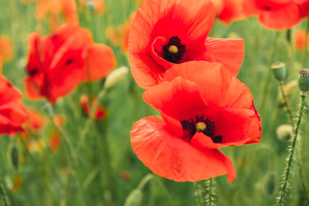 Red poppy flowers in a wild field. Vivid Poppies meadow in spring. Beautiful summer day. Beautiful red poppy flowers on green fleecy stems grow in the field. Scarlet poppy flowers in the sunset light. Natural background wallpaperの写真素材