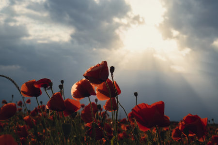 Red poppy flowers in a wild field. Vivid Poppies meadow in spring. Beautiful summer day. Beautiful red poppy flowers on green fleecy stems grow in the field. Scarlet poppy flowers in the sunset light. Natural background wallpaperの写真素材