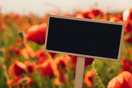 Blank Black billboard against Red poppy flowers in a wild field. Empty mockup template Blackboard label Vivid Poppies meadow in spring. Beautiful summer day. Beautiful red poppy flowers on green fleecy stems grow in the field. Scarlet poppy flowers in the sunset light. Natural background wallpaperの写真素材