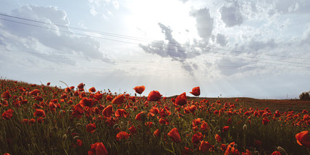 Red poppy flowers in a wild field. Vivid Poppies meadow in spring. Beautiful summer day. Beautiful...