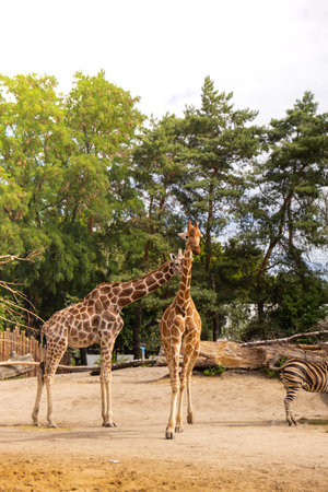 The giraffe - Giraffa camelopardalis is African even-toed ungulate mammal, the tallest animal species the largest ruminant with zebras at the zoo Wroclaw Poland in summer. Travel destination safari parkの写真素材