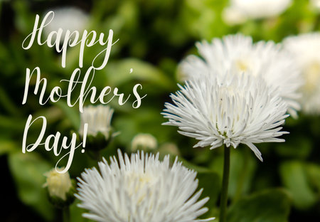Greeting card text HAPPY MOTHERS DAY saying Flowerbed of beautiful white flowers on green lawn background. Group of delicate flowers in the period of active flowering in spring. Romantic natural background for all vivid moments of life backgroundの写真素材
