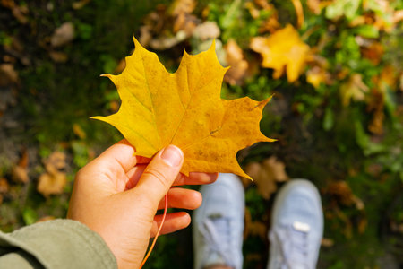 Woman holding Fall autumnal maple yellow leaf next to autumn nature. Unite with nature cottagecore Mindfulness and relax, being mindful. Girl collects bouquet of autumn leaves in sunny park.の写真素材
