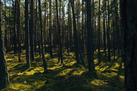 Beautiful pine and fir forest with thick layer of green moss covering the forest floor. Scenic view Sunlight shining through the branches land background. Magical Deep foggy Misty Old Forest Sun Rays and shadowsの写真素材