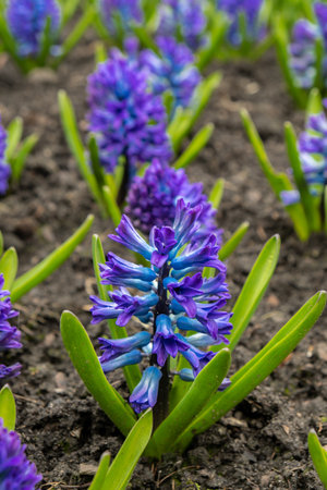 First spring flowers Large flower bed with multi-colored hyacinths, traditional easter background in the Asparagus family. Greeting festive postcard wallpaper.の写真素材