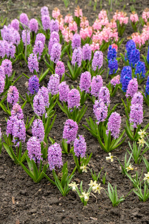 First spring flowers Large flower bed with multi-colored hyacinths, traditional easter background in the Asparagus family. Greeting festive postcard wallpaper.の写真素材