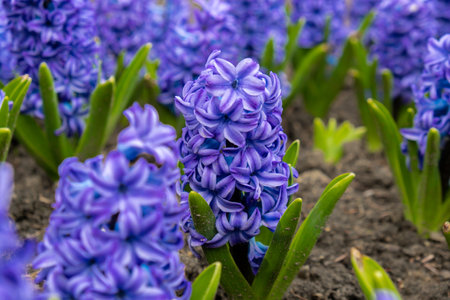 First spring flowers Large flower bed with multi-colored hyacinths, traditional easter background in...