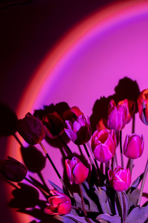 Pink colored tulip flower in neon light on purple gradient background in the night light. Creative dark holiday concept. Copy space greeting card Floral bouquet of fresh flowers. Aesthetic sunset lampの写真素材