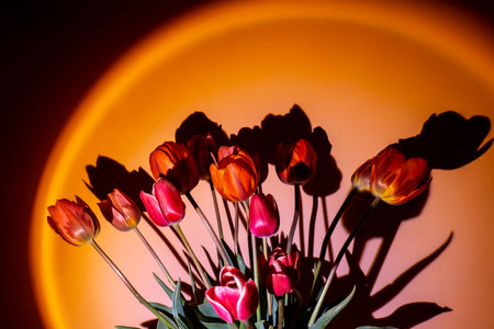 Pink colored tulip flower in neon light on orange gradient background in the night light. Creative...