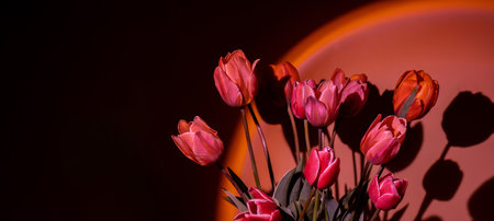 Pink colored tulip flower in neon light on red gradient background in the night light. Creative dark holiday concept. Copy space greeting card Floral bouquet of fresh flowers. Aesthetic sunset lampの写真素材