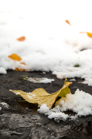 Autumn fallen Leaves with snow at public park in winter season. Beautiful vibrant colorful leaf foliage and white frozen snow in December. Copy space. Greeting card wallpaperの写真素材