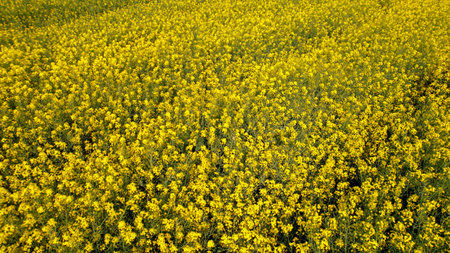 Aerial view Gorgeous yellow canola field blooming rapeseed farm backlit with sunset light. Big...
