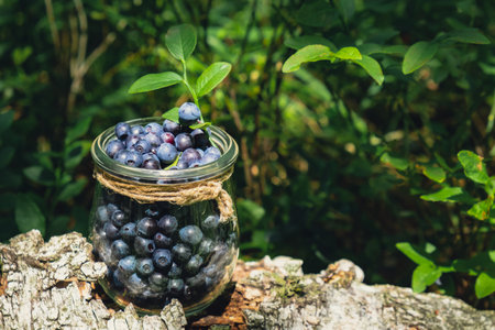 Close-up of Blueberries in the forest with green leaves. Country life gardening eco friendly living Harvested berries, process of collecting, harvesting berries into glass jar in the forest. Bush of ripe wild blackberry bilberryの写真素材