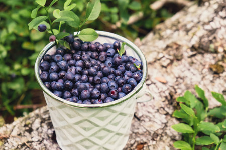 Close-up of Blueberries in white bucket in the forest with green leaves. Country life gardening eco friendly living Harvested berries, process of collecting, harvesting berries into glass jar in the forest. Bush of ripe wild blackberry bilberryの写真素材