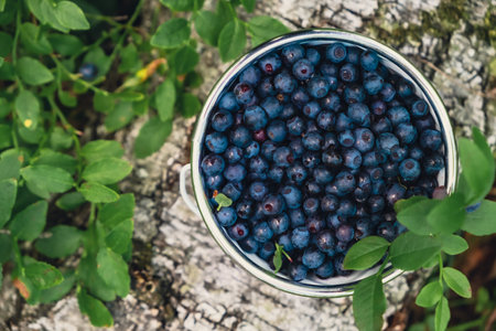 Close-up of Blueberries in white bucket in the forest with green leaves. Country life gardening eco friendly living Harvested berries, process of collecting, harvesting berries into glass jar in the forest. Bush of ripe wild blackberry bilberryの写真素材