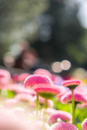 Flowerbed of beautiful pink flowers on green lawn background. Group of delicate flowers in the period of active flowering in spring. Springtime season countryside. Mock up template for invitation or greeting cardの写真素材