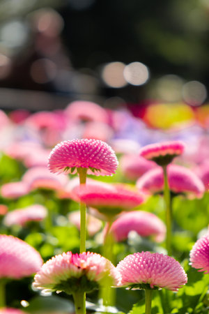 Flowerbed of beautiful pink flowers on green lawn background. Group of delicate flowers in the period of active flowering in spring. Springtime season countryside. Mock up template for invitation or greeting cardの写真素材
