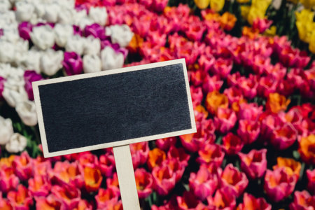Empty blackboard with copy space for your text. Mockup template Blooming floral park in sunrise light. Colorful Tulip flowers blooming in the garden field landscape. Beautiful spring garden with many red tulips outdoors. Stripped tulips growing in flourish meadow sunny day Keukenhof. Natural floral patternの写真素材