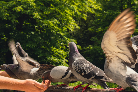 Hand feeding pigeons flying in the city. Feeding birds pigeons from hands. She holds oats in her open palms. Pigeons peck from their hands Touristの写真素材