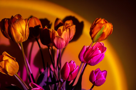 Pink colored tulip flower in neon light on yellow and violet gradient background in the night light....