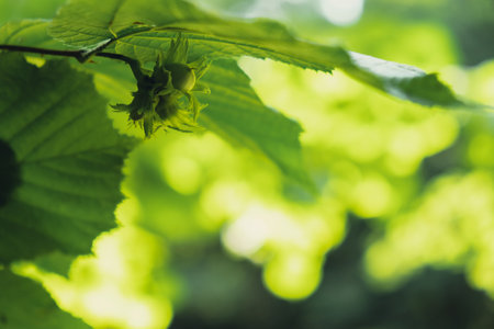 Large hazelnuts grow in the forest on green bush. Nuts Food for brain, healthy natural organic wild...