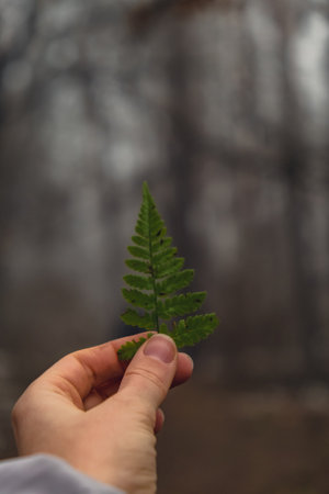 Womans hand holding green fern leaves in shape of Christmas tree in scary forest on blurred...