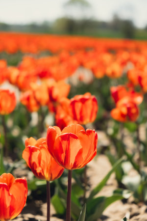 Tulip flowers blooming in the garden field landscape. Stripped tulips growing in flourish meadow sunny day Keukenhof. Beautiful spring garden with many red tulips outdoors. Blooming floral park in sunrise light. Natural floral patternの写真素材