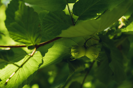 Large hazelnuts grow in the forest on green bush. Nuts Food for brain, healthy natural organic wild...