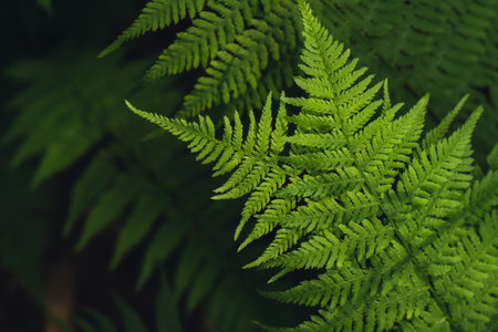 Natural ferns in forest blurred background. Green fern plants in nature landscape. Fresh green tropical foliage. Rainforest jungle landscape Nature organic wallpaper backgroundの写真素材