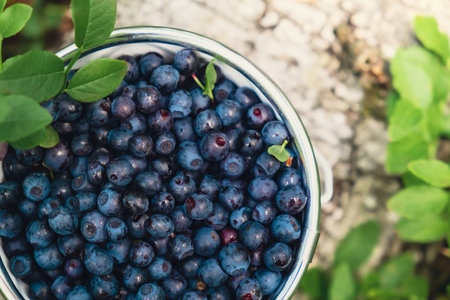 Close-up of Blueberries in white bucket in the forest with green leaves. Country life gardening eco friendly living Harvested berries, process of collecting, harvesting berries into glass jar in the forest. Bush of ripe wild blackberry bilberryの写真素材