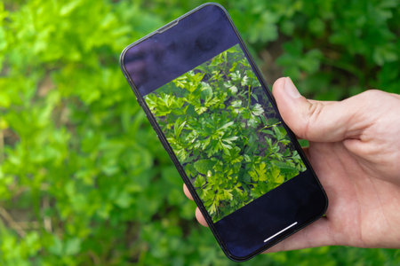 Hand of farmer photographing parsley harvest in garden with smartphone. Online selling through social media locally grown organic veggies from greenhouse. Smart farming technology conceptの写真素材