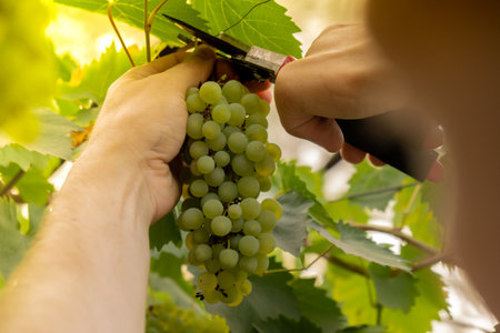 Male farmer picks bunches fresh grown green grapes from vineyard. Wine making produce. Homegrown locally agriculture healthy country life concept. Sunlight illuminates harvest. Farmingの写真素材
