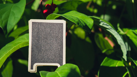 Blank Black billboard against green lemongrass leaves garden. Empty mockup template Blackboard label...