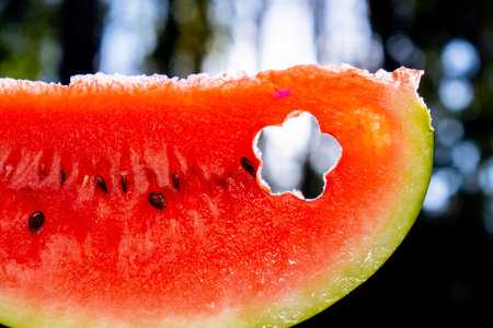 Fresh juicy red watermelon slice flower shaped in hands on background of outdoor garden in...