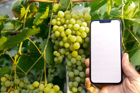 Concept of smart agriculture. Smartphone in farmer hand on background of green harvesting grapes....