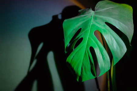 Monstera silhouette leaf in dark background and light from sunset aesthetic lamp. Projector yellow light golden hour effect. House plants sustainable environmentally friendly harmonious space at homeの写真素材