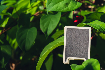 Blackboard empty copy space for advertisement on farm harvesting background of eco-friendly sustainable growth green leaves lemongrass. Place for text template mock up farm core healthy agriculturalの写真素材