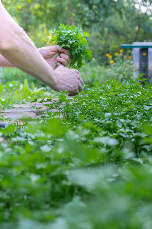 Man hands harvesting green herbs in outdoor garden. Concept of healthy eating homegrown greenery vegetables. Seasonal countryside cottage core lifeの写真素材