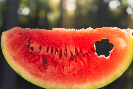 Man holding red watermelon slice cut into flower shape in green garden background concept. Sunset outdoors summer day. Healthy seasonal local foodの写真素材