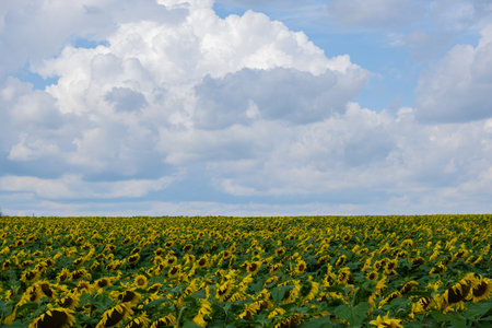 Beautiful sunflower agricultural field. Industrial farming field of blooming sunflowers. Harvest concept. Rural Sunflowers for oil production agronomyの写真素材