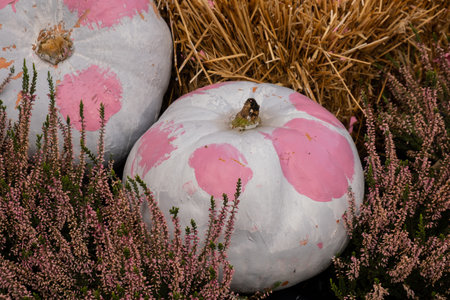 Fall cozy pink colored pumpkins in autumn outside. Thanksgiving or Halloween holiday decoration. House entrance in festive seasonal decor. Atmosphereの写真素材